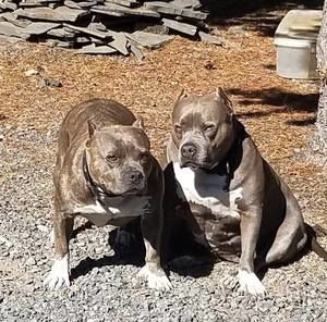 Meet your Posher, Darla